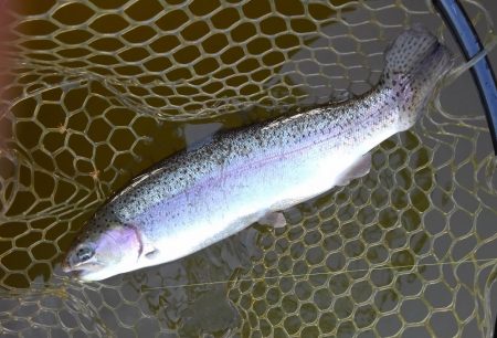 大安トラウトレイク 釣果